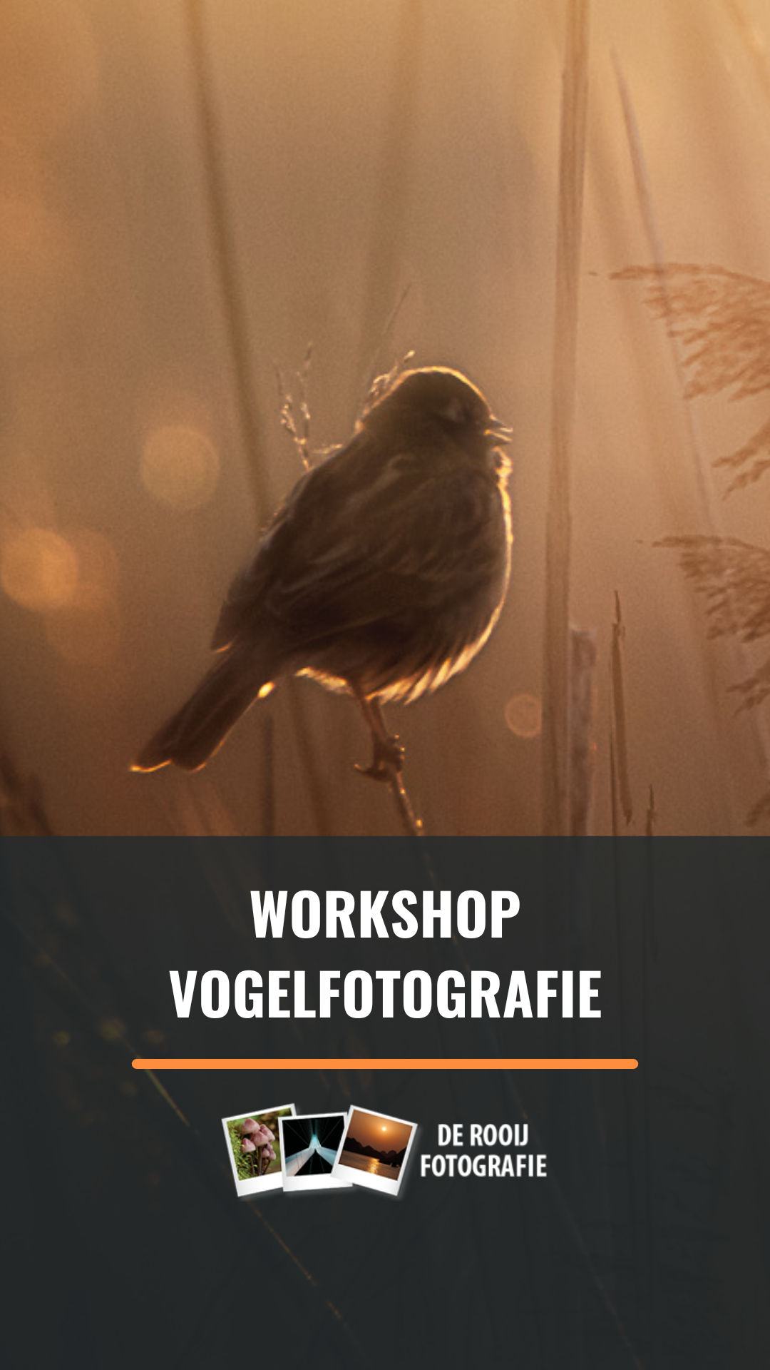De Rooij Fotografie ad creative, July 2026