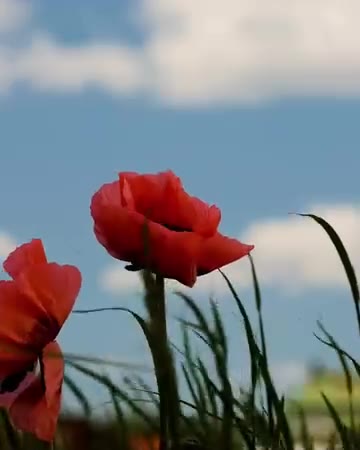 Christine Whitaker ad creative, May 2026
