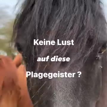 Pferde-Freundschaften ad creative, April 2026