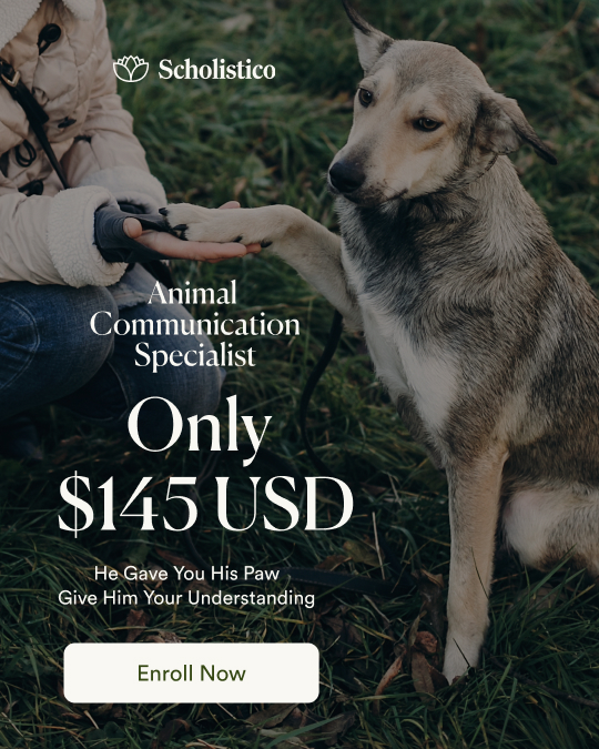 Scholistico ad creative, July 2026