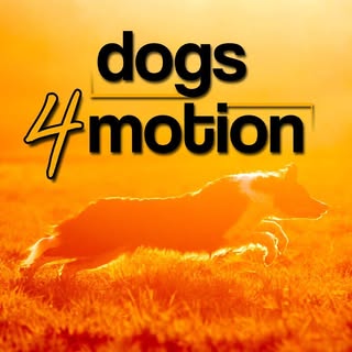 Dogs4motion Academy for active dogs